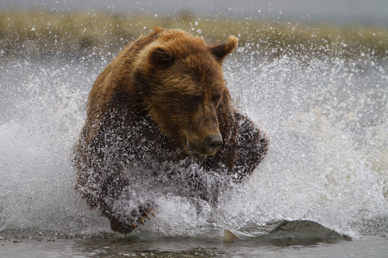 Grizzly Bear Chasing Salmon